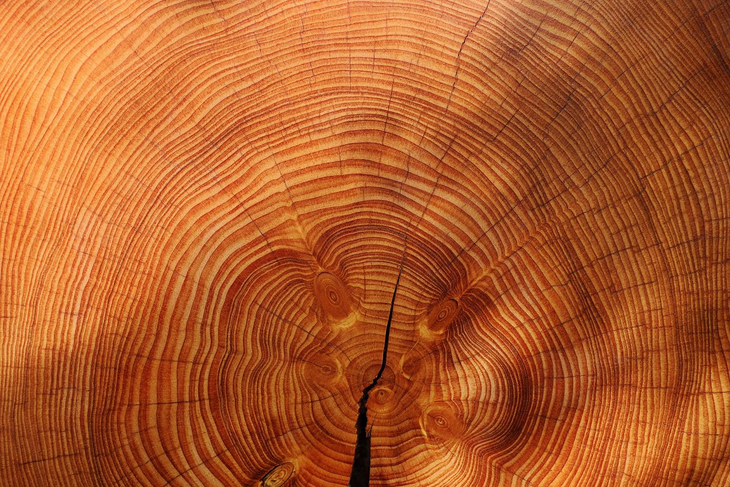 Raw Wood Forest Gems Gallery