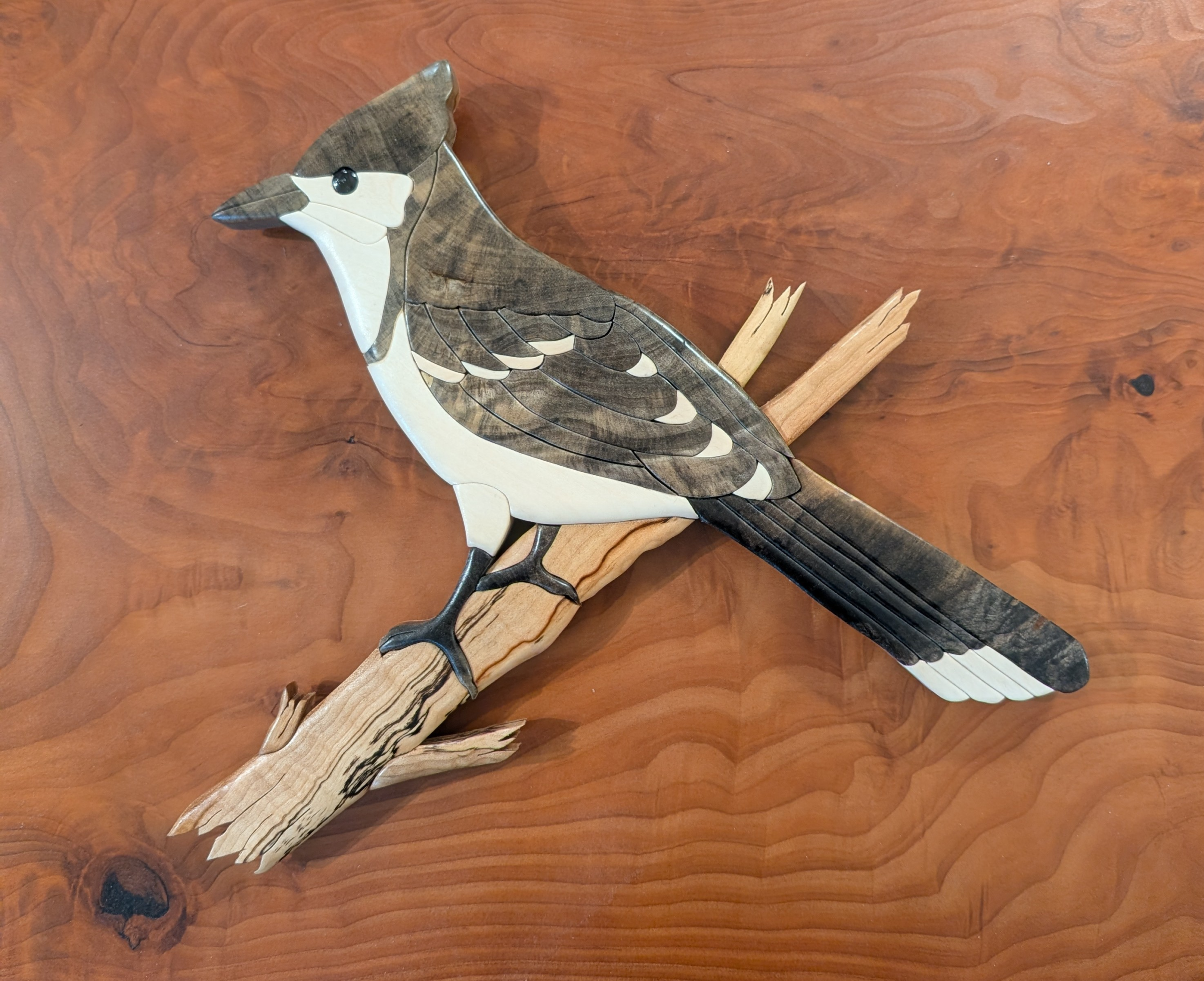"Scrub Jay" Intarsia